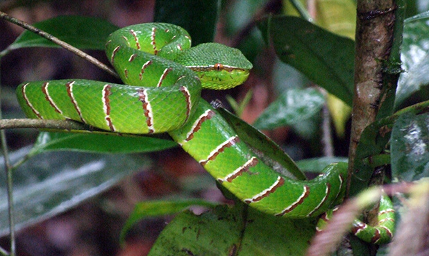 optocht Ronde zweep Slangen in Maleisie