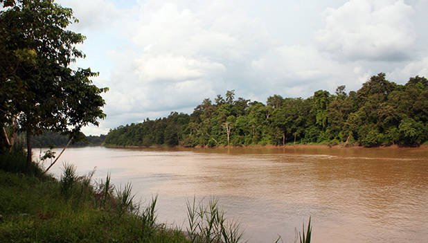 Kinabatangan rivier 5
