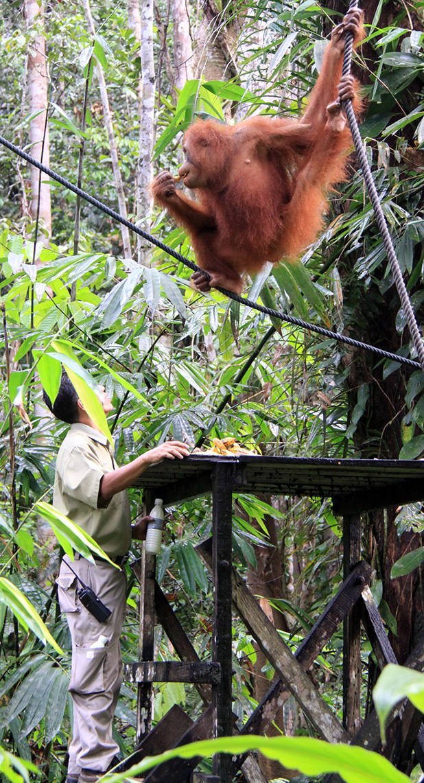 Orang-oetan en medewerker