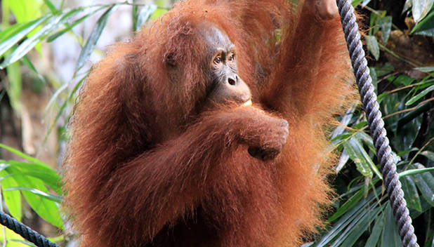 Orang-oetan eet banaan