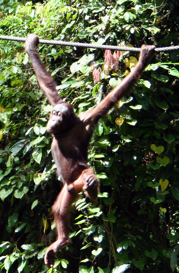 Orang-oetan slingert over touw 2