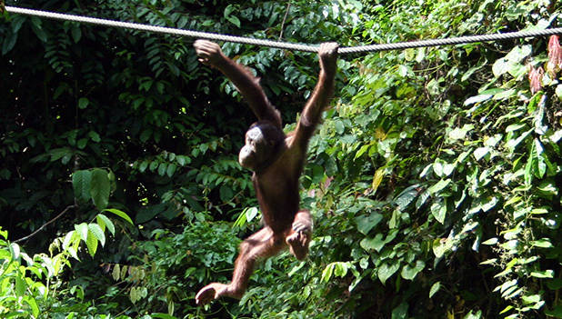 Orang-oetan slingert over touw 3
