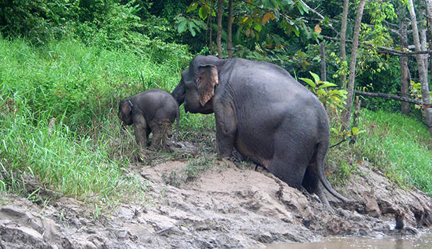 Wilde olifant in Sabah