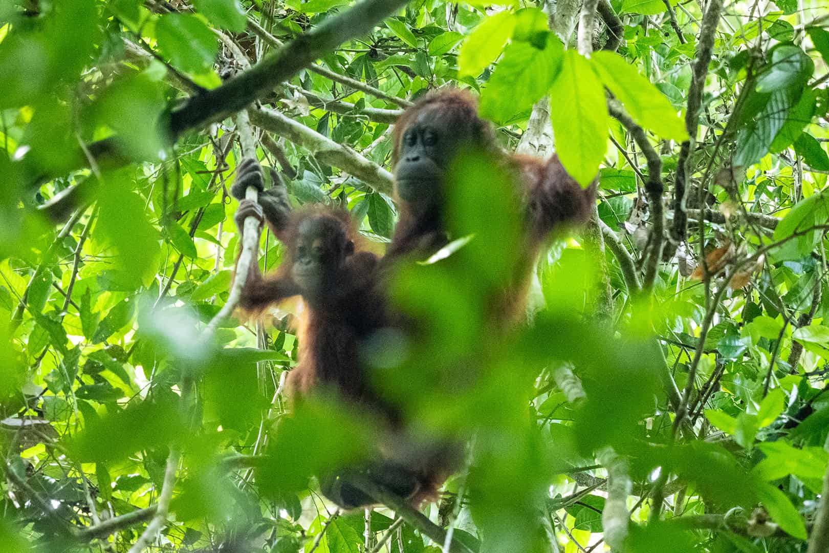 Danum Valley