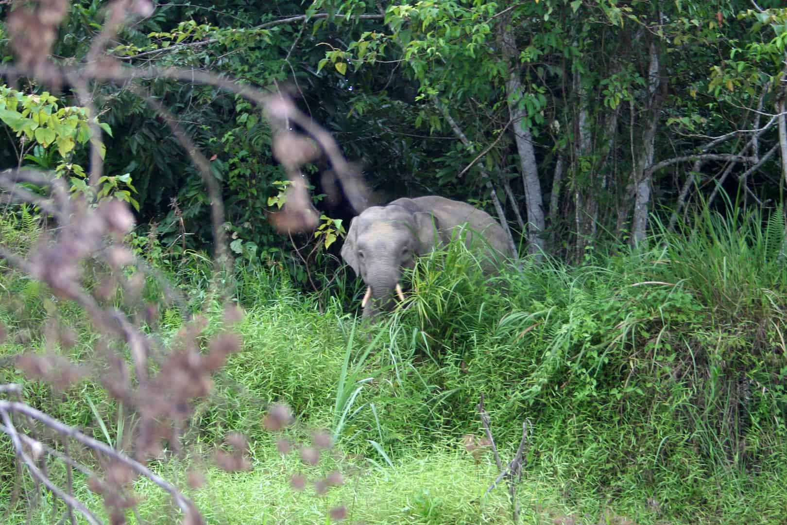 Kinabatangan